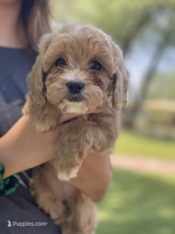 Sadie – Cockapoo puppy for sale in Scottsdale, AZ