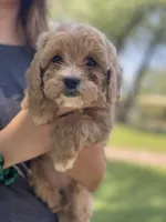 Sadie, a female Cockapoo for sale in Scottsdale, AZ – 1 of 5