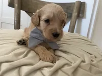 George, a male Miniature Goldendoodle for sale in Scottsdale, AZ – 3 of 7