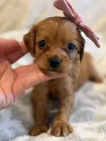 Harper, a female Cavapoo and Cavalier King Charles Spaniel for sale in Scottsdale, AZ – 2 of 6