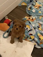 Benny tcup size , a male Maltipoo for sale in Scottsdale, AZ – Photo 2 of 4