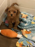 Benny tcup size , a male Maltipoo for sale in Scottsdale, AZ – Photo 3 of 4