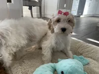 Maggie, a female Cavapoo and Cockapoo for sale in Scottsdale, AZ – 3 of 3