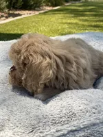 Sadie, a female Cockapoo for sale in Scottsdale, AZ – 4 of 5