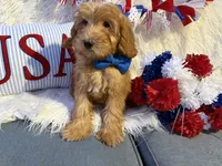 Benny, a male Goldendoodle for sale in Scottsdale, AZ – 3 of 7