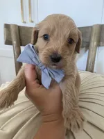 River, a male Miniature Goldendoodle for sale in Scottsdale, AZ – 5 of 5