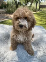 Josie, a female Cockapoo for sale in Scottsdale, AZ – 6 of 7