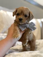 Booker, a male Maltipoo and Maltese for sale in Scottsdale, AZ – 7 of 7