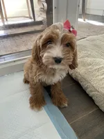 Rosie, a female Cavapoo and Cockapoo for sale in Scottsdale, AZ – 5 of 7