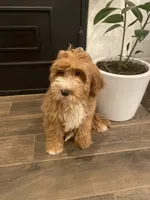 Oliver, a male Miniature Goldendoodle for sale in Scottsdale, AZ – Photo 2 of 2