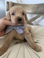 River, a male Miniature Goldendoodle for sale in Scottsdale, AZ – 4 of 5