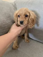 Sprout , a male Cockapoo and Cocker Spaniel for sale in Scottsdale, AZ – 2 of 10