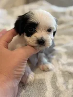 Snoopy , a male Maltese and Morkie for sale in Scottsdale, AZ – 6 of 7