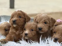 processed/593bd86f-8e6b-40fb-86bd-03336e37df9e/listing/bbc574b2-c91c-4a68-915e-1dd38c809a34/d1315875-dca2-42b5-888f-a7aee008262a