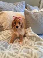 Peaches, a female Miniature Goldendoodle for sale in Scottsdale, AZ – 4 of 4