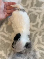 Snoopy , a male Maltese and Morkie for sale in Scottsdale, AZ – 2 of 7
