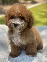 Lola, a male Cavapoo for sale in Scottsdale, AZ – 2 of 8