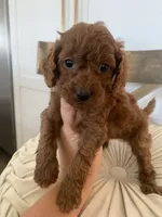 Kensie, a female Miniature Goldendoodle for sale in Scottsdale, AZ – 4 of 4