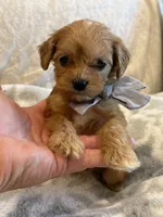 Booker, a male Maltipoo and Maltese for sale in Scottsdale, AZ – 6 of 7