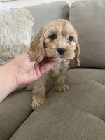 Stetson, a male Cockapoo and Cocker Spaniel for sale in Scottsdale, AZ – Photo 6 of 9