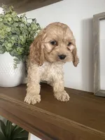 Stetson, a male Cockapoo and Cocker Spaniel for sale in Scottsdale, AZ – Photo 5 of 9