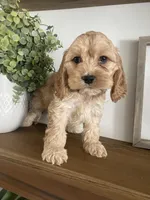 Stetson, a male Cockapoo and Cocker Spaniel for sale in Scottsdale, AZ – Photo 4 of 9