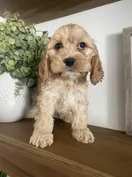 Stetson, a male Cockapoo and Cocker Spaniel for sale in Scottsdale, AZ – Photo 9 of 9