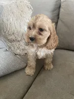 Stetson, a male Cockapoo and Cocker Spaniel for sale in Scottsdale, AZ – Photo 7 of 9