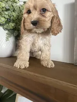 Stetson, a male Cockapoo and Cocker Spaniel for sale in Scottsdale, AZ – Photo 2 of 9
