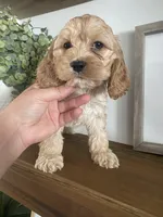 Stetson, a male Cockapoo and Cocker Spaniel for sale in Scottsdale, AZ – Photo 3 of 9