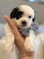 Snoopy , a male Maltese and Morkie for sale in Scottsdale, AZ – 1 of 7