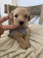 George, a male Miniature Goldendoodle for sale in Scottsdale, AZ – 7 of 7