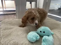 River, a male Cavapoo and Cockapoo for sale in Scottsdale, AZ – 8 of 8