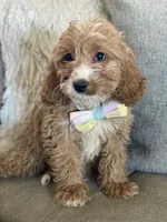 River, a male Cavapoo and Cockapoo for sale in Scottsdale, AZ – 2 of 8