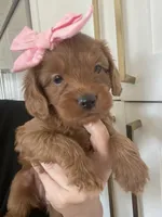 Harper (pick of the litter ) , a female Miniature Goldendoodle for sale in Scottsdale, AZ – 1 of 6