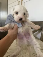 Frosty, a male Miniature Goldendoodle for sale in Scottsdale, AZ – 1 of 4