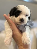 Snoopy , a male Maltese and Morkie for sale in Scottsdale, AZ – 5 of 7