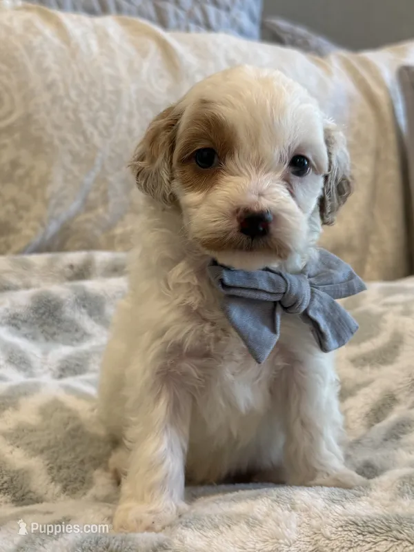 Stetson  – Cavapoo, Cavalier King Charles Spaniel puppy for sale in Scottsdale, AZ