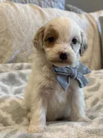 Stetson , a male Cavapoo and Cavalier King Charles Spaniel for sale in Scottsdale, AZ – 1 of 7