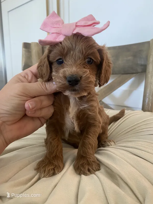 Stella – Miniature Goldendoodle puppy for sale in Scottsdale, AZ