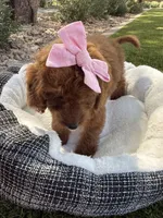 Kenzie , a female Miniature Goldendoodle for sale in Scottsdale, AZ – 3 of 6