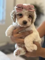 Josie, a female Cavapoo and Cockapoo for sale in Scottsdale, AZ – 4 of 4