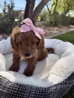 Stella, a female Miniature Goldendoodle for sale in Scottsdale, AZ – 2 of 8