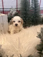 processed/593bd86f-8e6b-40fb-86bd-03336e37df9e/listing/cf736140-11e5-4a02-a2df-ef8a5e932a62/d27dc367-69a4-4c91-bbcc-fdbcc55754de