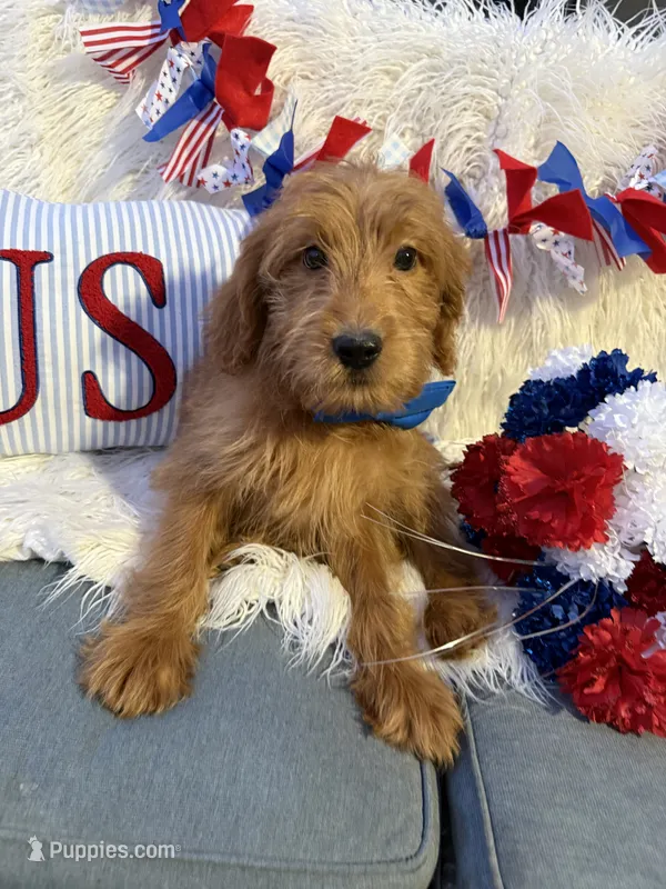 Billy – Goldendoodle puppy for sale in Scottsdale, AZ