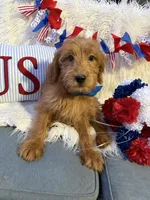 Billy, a male Goldendoodle for sale in Scottsdale, AZ – 1 of 5