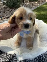 Henry, a male Miniature Goldendoodle for sale in Scottsdale, AZ – 2 of 8