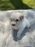Jet , a male Cockapoo for sale in Scottsdale, AZ – 5 of 7