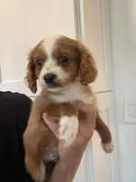 Charlie, a male Cavapoo and Cavalier King Charles Spaniel for sale in Scottsdale, AZ – 2 of 3