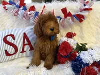 Bruno deep red , a male Goldendoodle for sale in Scottsdale, AZ – 6 of 6